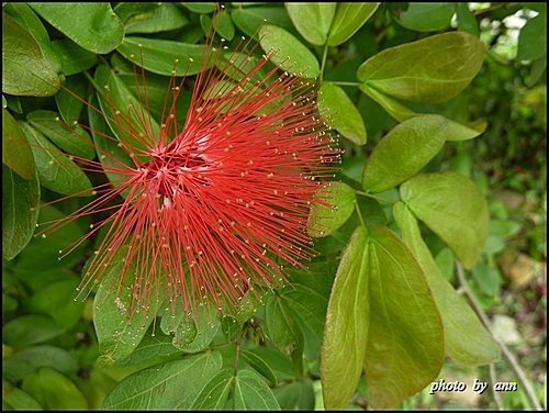 豆科-紅粉撲花12.jpg