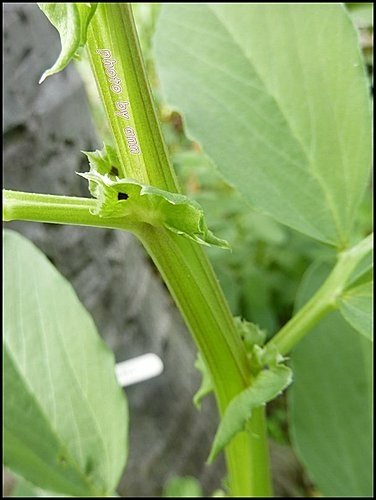 豆科-蠶豆02.jpg