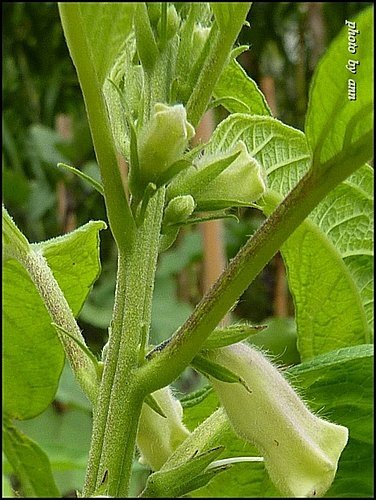 胡麻科-胡麻(芝麻)04.jpg