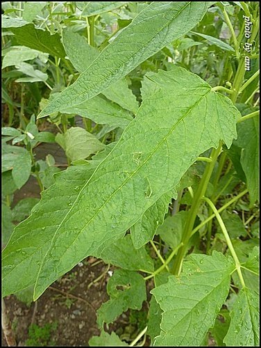 胡麻科-胡麻(芝麻)03.jpg