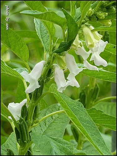 胡麻科-胡麻(芝麻)06.jpg