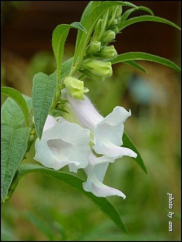 胡麻科-胡麻(芝麻)09.jpg