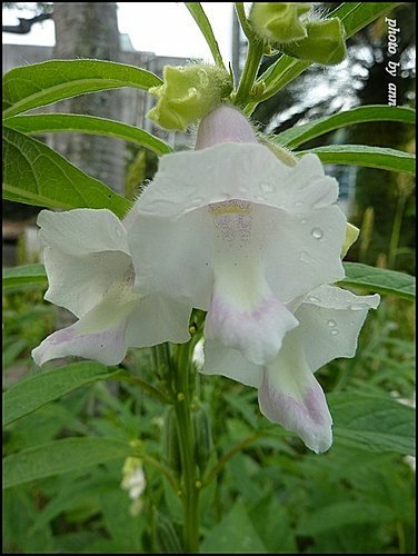 胡麻科-胡麻(芝麻)07.jpg