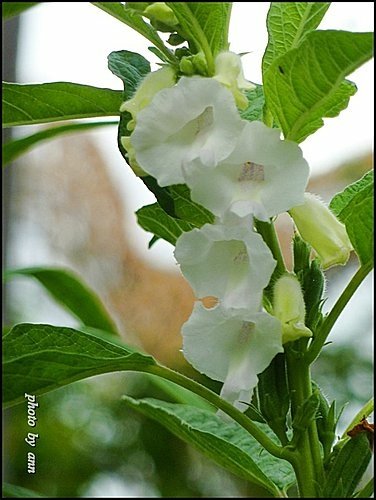 胡麻科-胡麻(芝麻)12.jpg