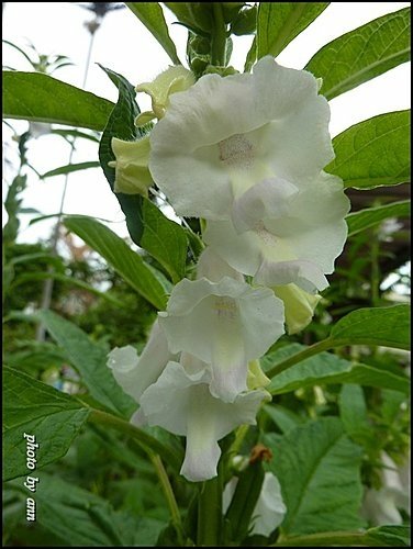 胡麻科-胡麻(芝麻)13.jpg