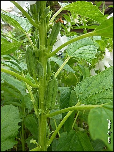胡麻科-胡麻(芝麻)14.jpg