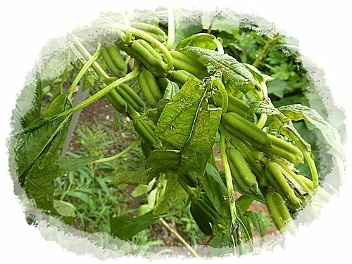 胡麻科-胡麻(芝麻)15.jpg