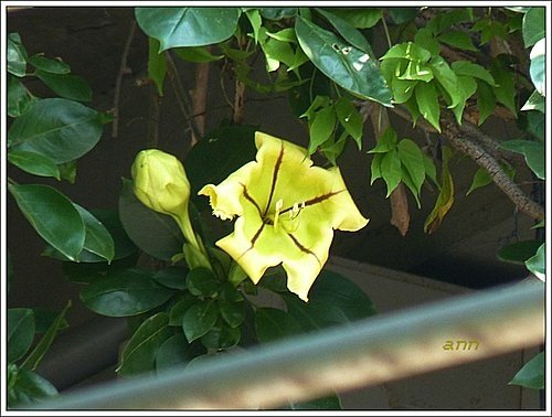 茄科-金盃藤03.jpg