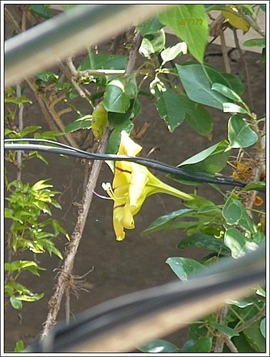 茄科-金盃藤08.jpg