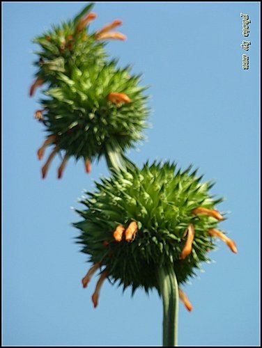 唇形科-海膽花03.jpg