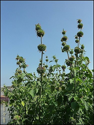 唇形科-海膽花04.jpg