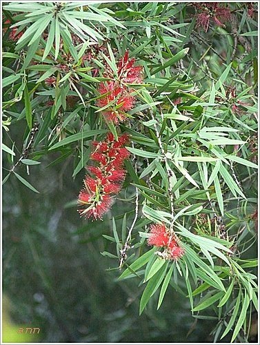 桃金孃科-紅瓶刷子樹(紅千層)04.jpg