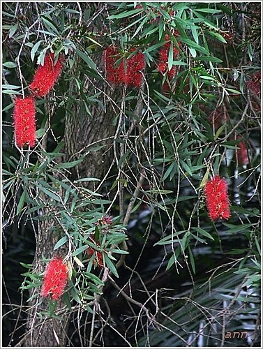 桃金孃科-紅瓶刷子樹(紅千層)02.jpg