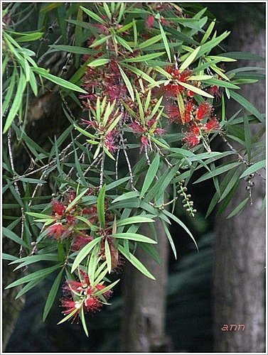 桃金孃科-紅瓶刷子樹(紅千層)05.jpg