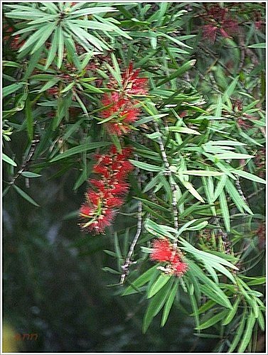 桃金孃科-紅瓶刷子樹(紅千層)06.jpg