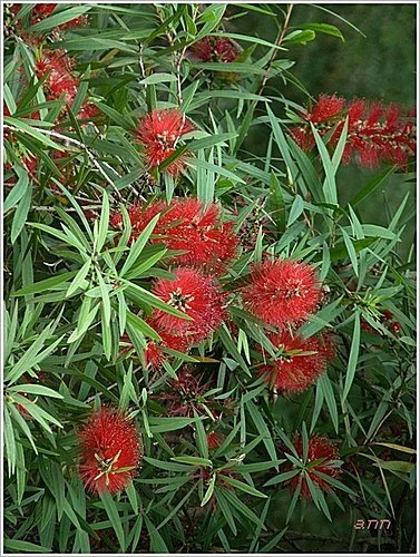 桃金孃科-紅瓶刷子樹(紅千層)01.jpg