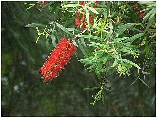 桃金孃科-紅瓶刷子樹(紅千層)07.jpg