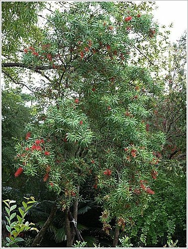 桃金孃科-紅瓶刷子樹(紅千層)08.jpg