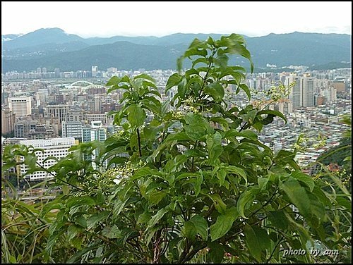 馬鞭草科-大青%26;海州常山10.jpg