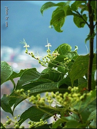 馬鞭草科-大青%26;海州常山08.jpg