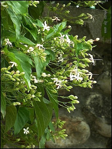 馬鞭草科-大青%26;海州常山13.jpg