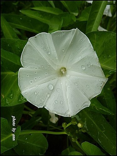 旋花科-空心菜06.jpg