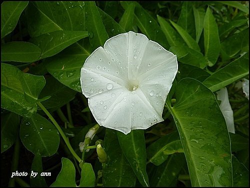 旋花科-空心菜05.jpg