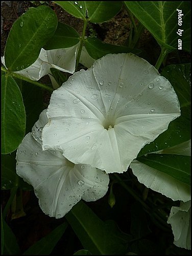 旋花科-空心菜01.jpg