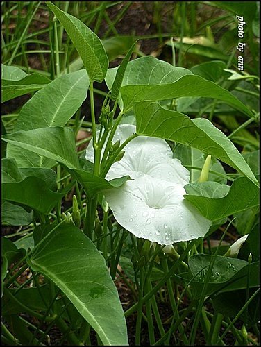 旋花科-空心菜04.jpg