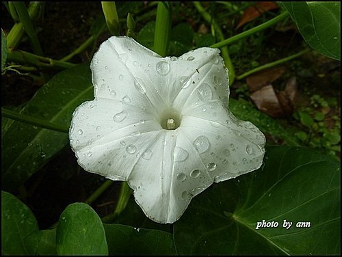旋花科-空心菜08.jpg
