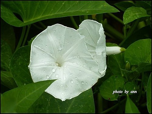 旋花科-空心菜07.jpg