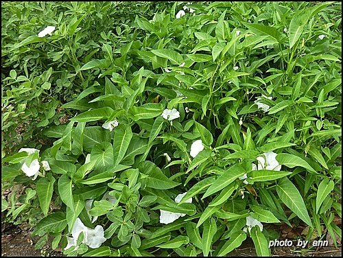 旋花科-空心菜10.jpg