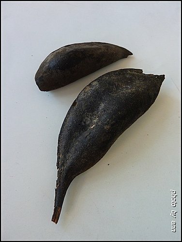 梧桐科-槭葉酒瓶樹(槭葉蘋婆)01.jpg