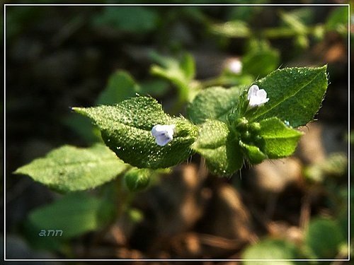 紫草科-細纍子草%26;盾果草02.jpg