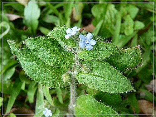 紫草科-細纍子草%26;盾果草10.jpg