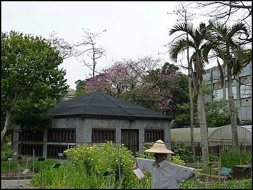 紫葳科-風鈴木02.jpg