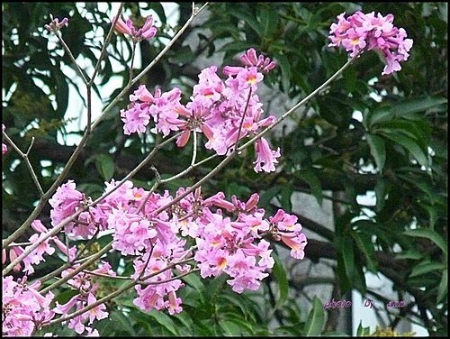 紫葳科-風鈴木05.jpg