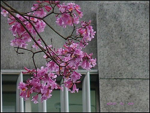 紫葳科-風鈴木06.jpg