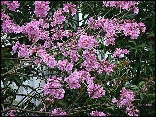 紫葳科-風鈴木03.jpg