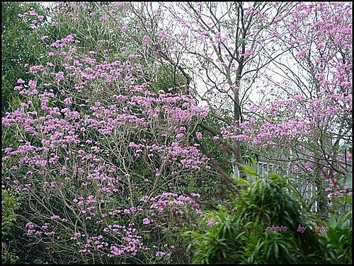 紫葳科-風鈴木13.jpg