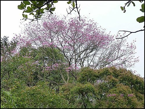 紫葳科-風鈴木14.jpg