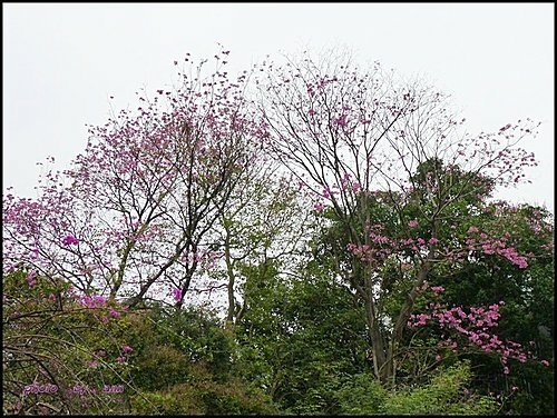 紫葳科-風鈴木16.jpg
