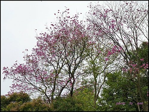紫葳科-風鈴木15.jpg