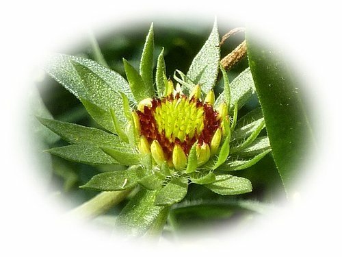 菊科-天人菊02.jpg