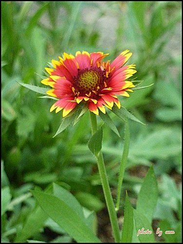 菊科-天人菊05.jpg