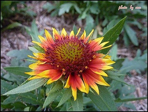 菊科-天人菊08.jpg