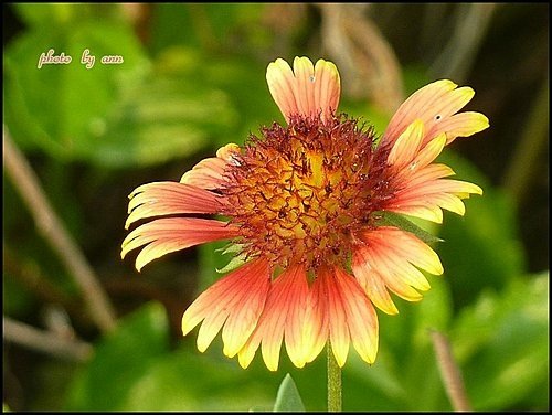 菊科-天人菊10.jpg