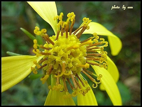 菊科-台灣山菊01.jpg