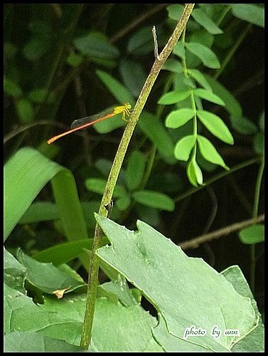 菊科-台灣山菊04.jpg