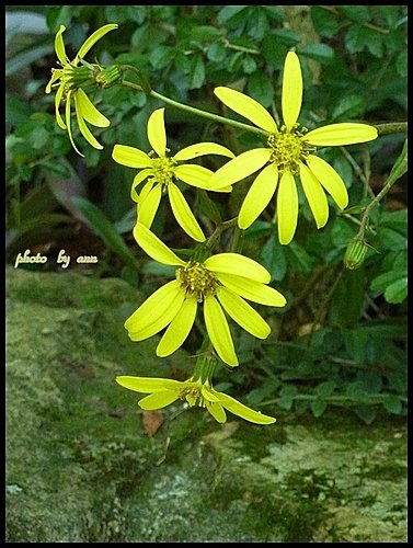 菊科-台灣山菊03.jpg